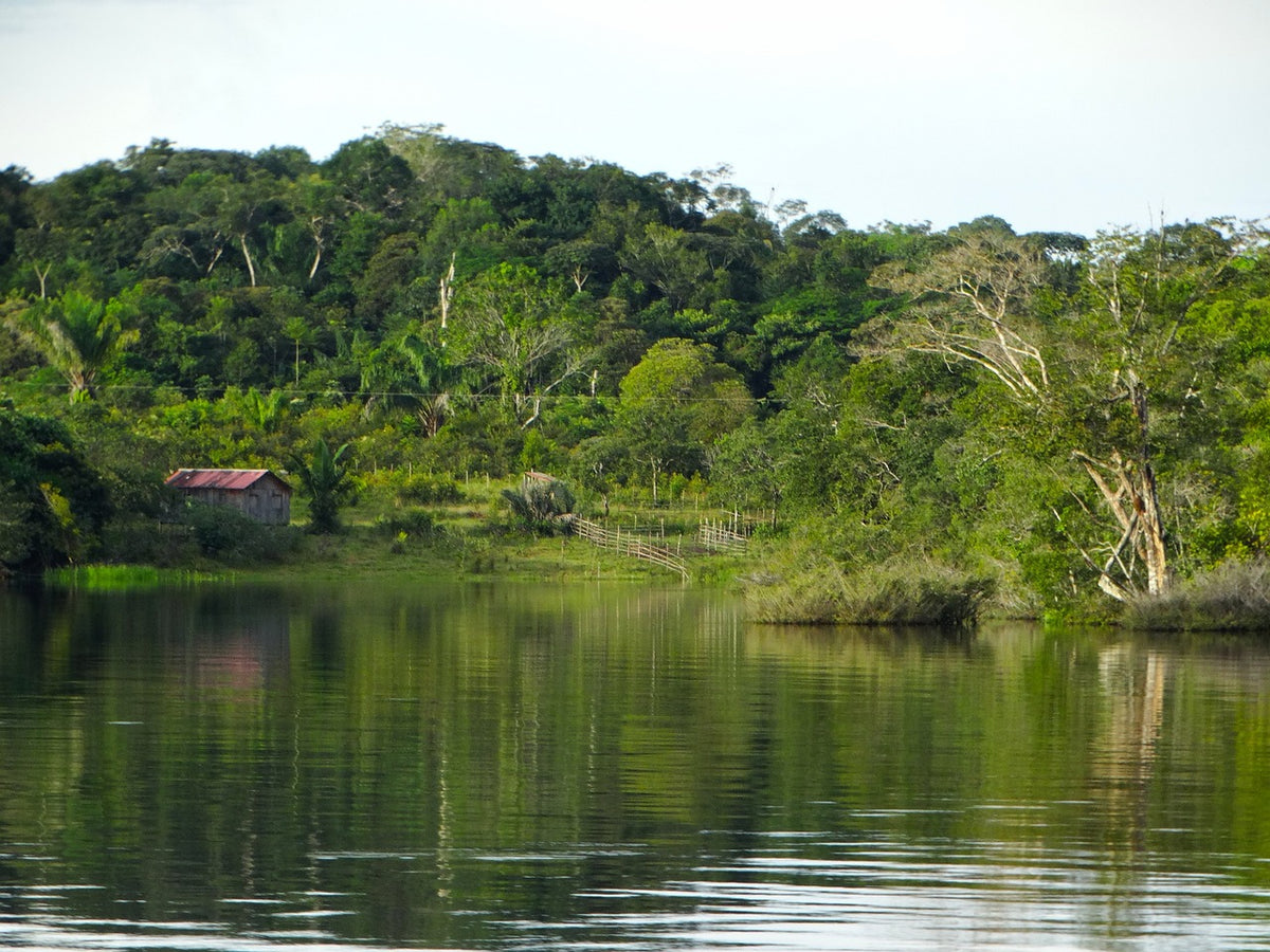 Enfin une bonne nouvelle pour les forêts tropicales de notre planète ?