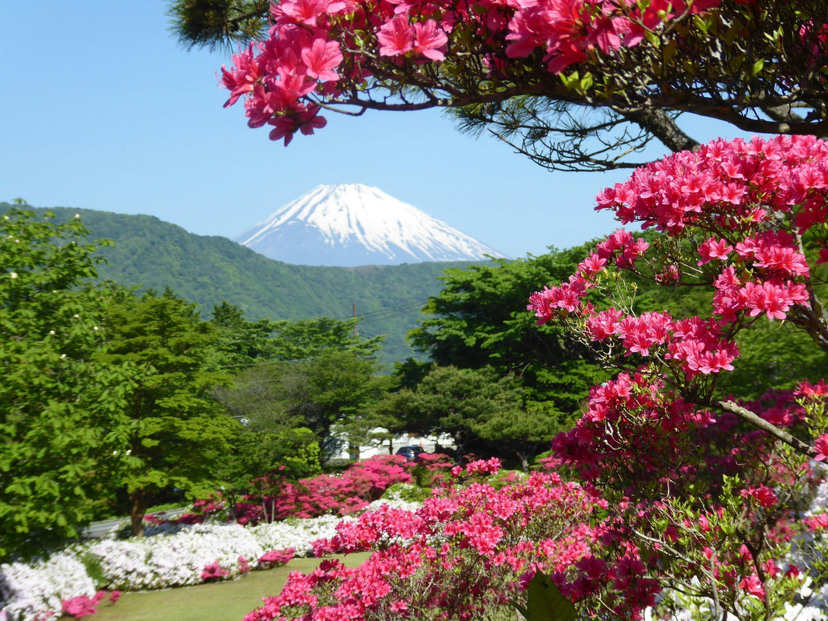 Comment préparer son sac à dos ou sa valise pour voyager au Japon ?