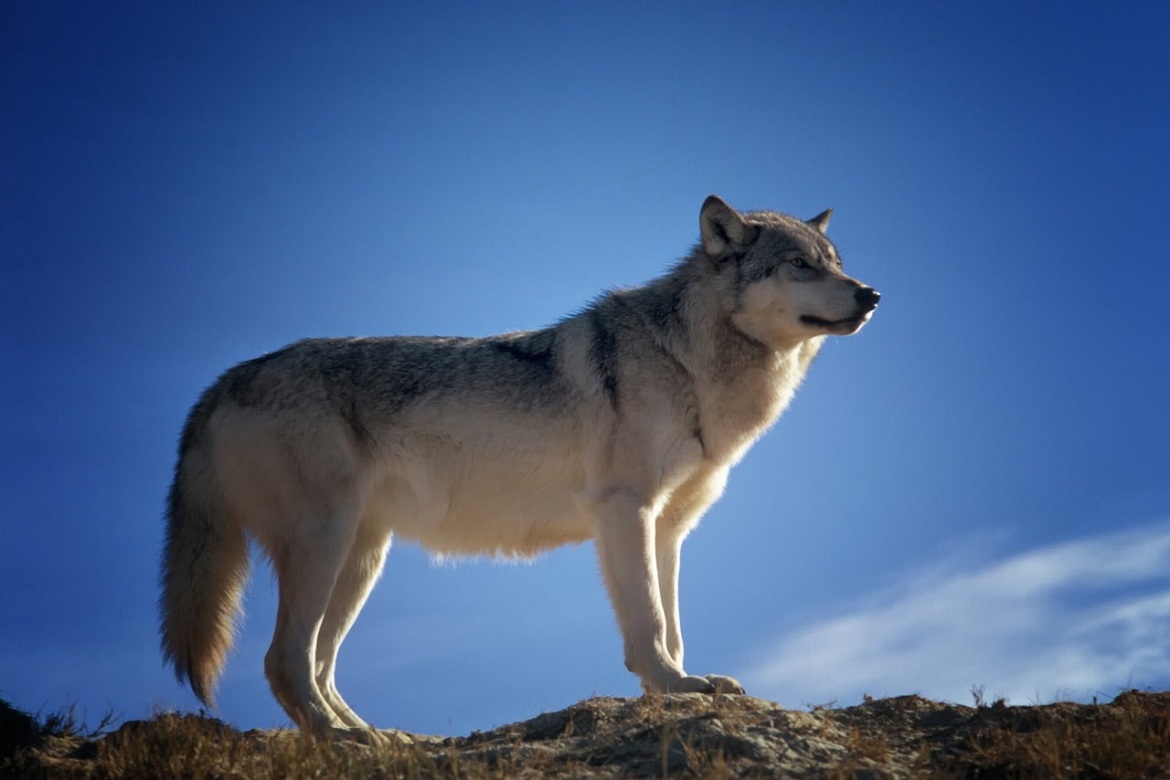 L’homme est un loup pour la planète